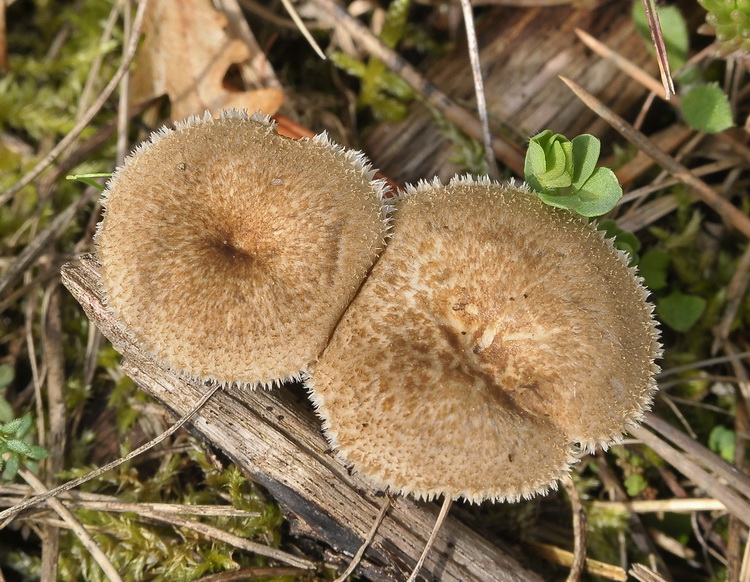Polyporus arcularius Rostk